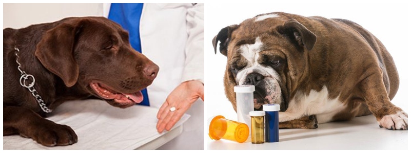 Как проглистогонить собаку. Таблетки для собак. Таблетки от сердечного кашля для собак. Как правильно давать суспензию от глистов собаке. Какие способы есть дачи лекарства собакам.