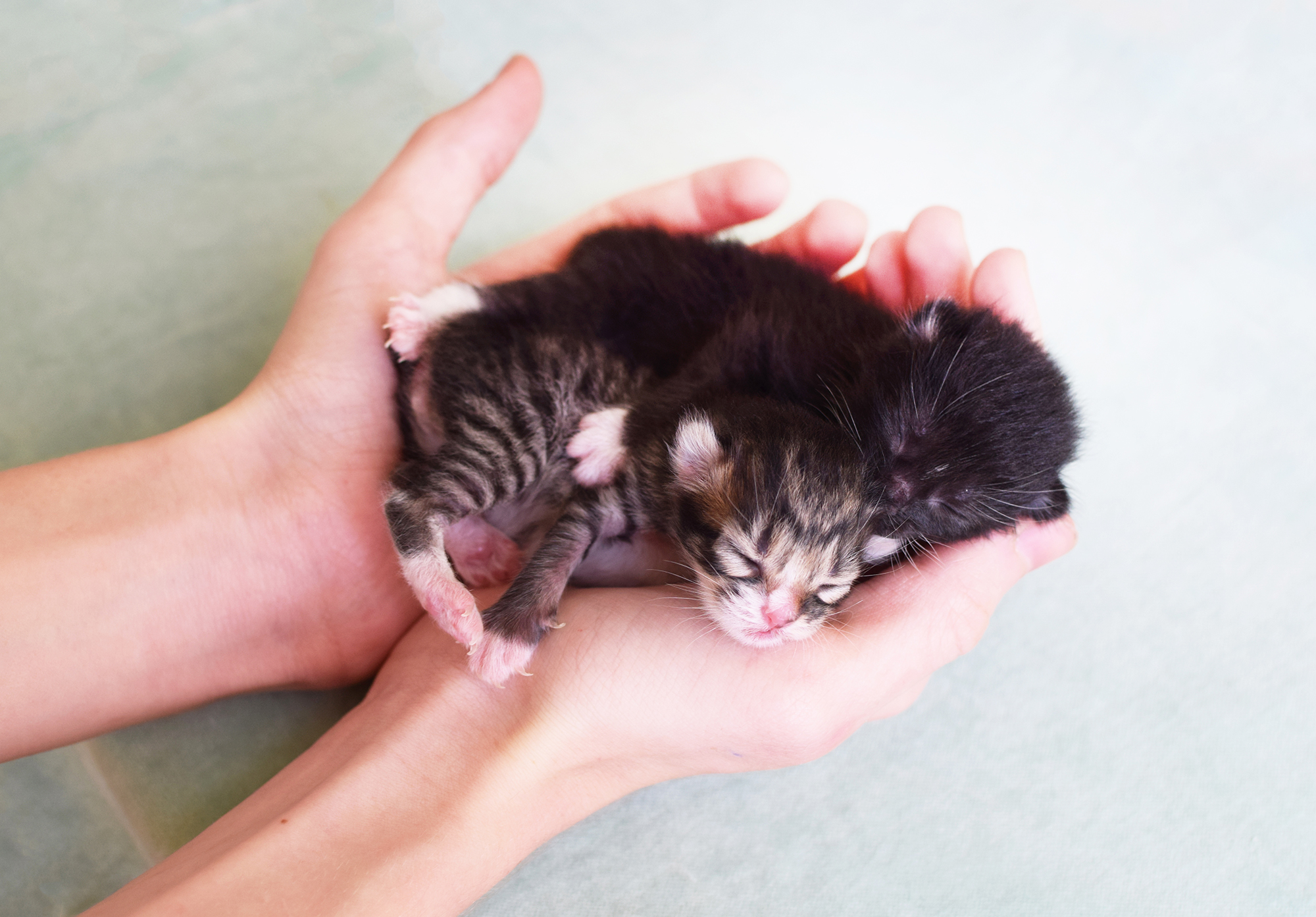 newborn blind kittens