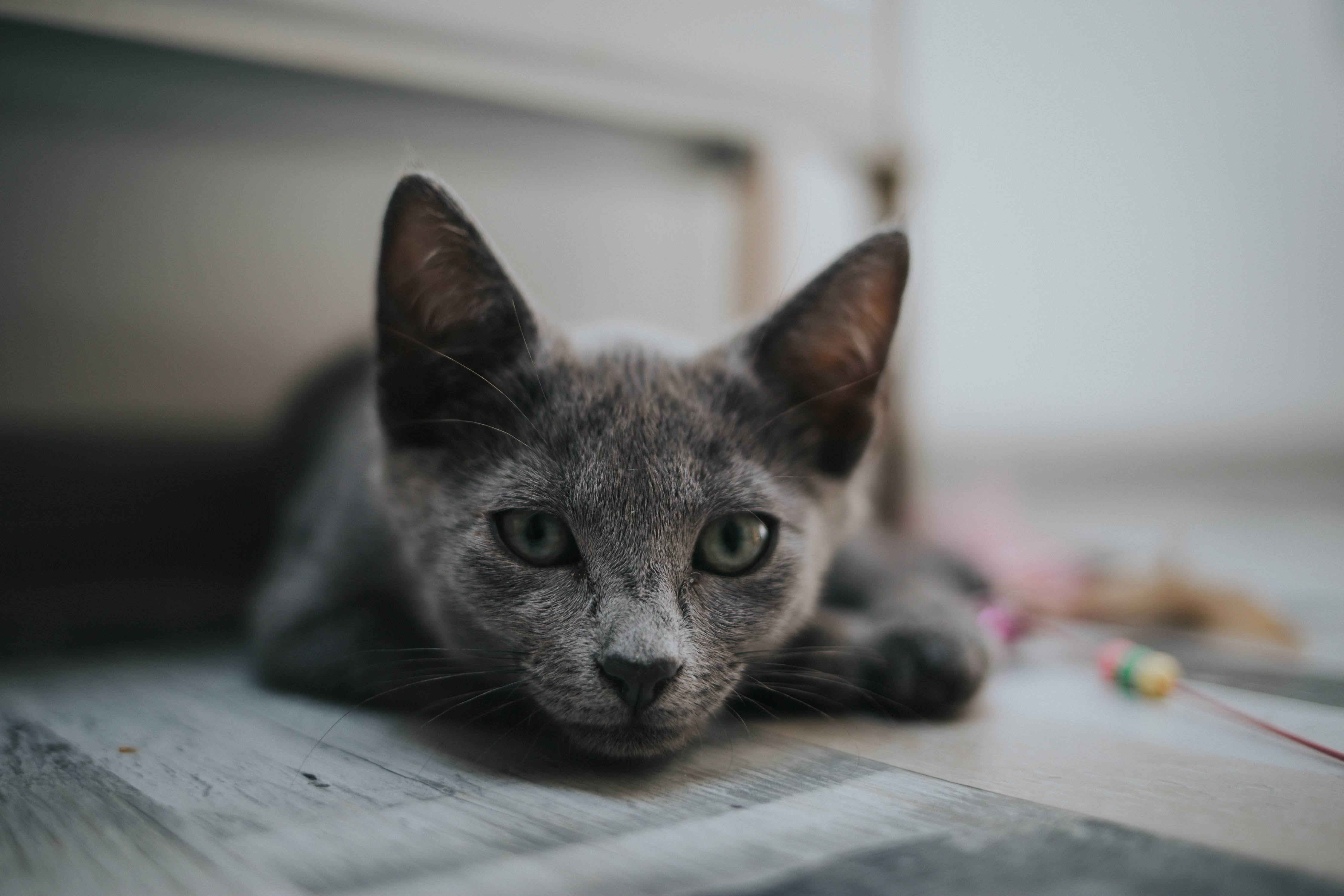 Как проходит усыпление кошек на дому, сколько стоит провести продедуру в СПб